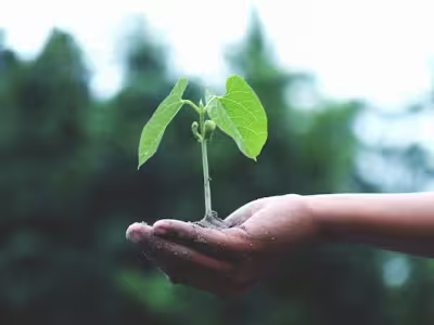 Una mano sosteniendo un plantón
